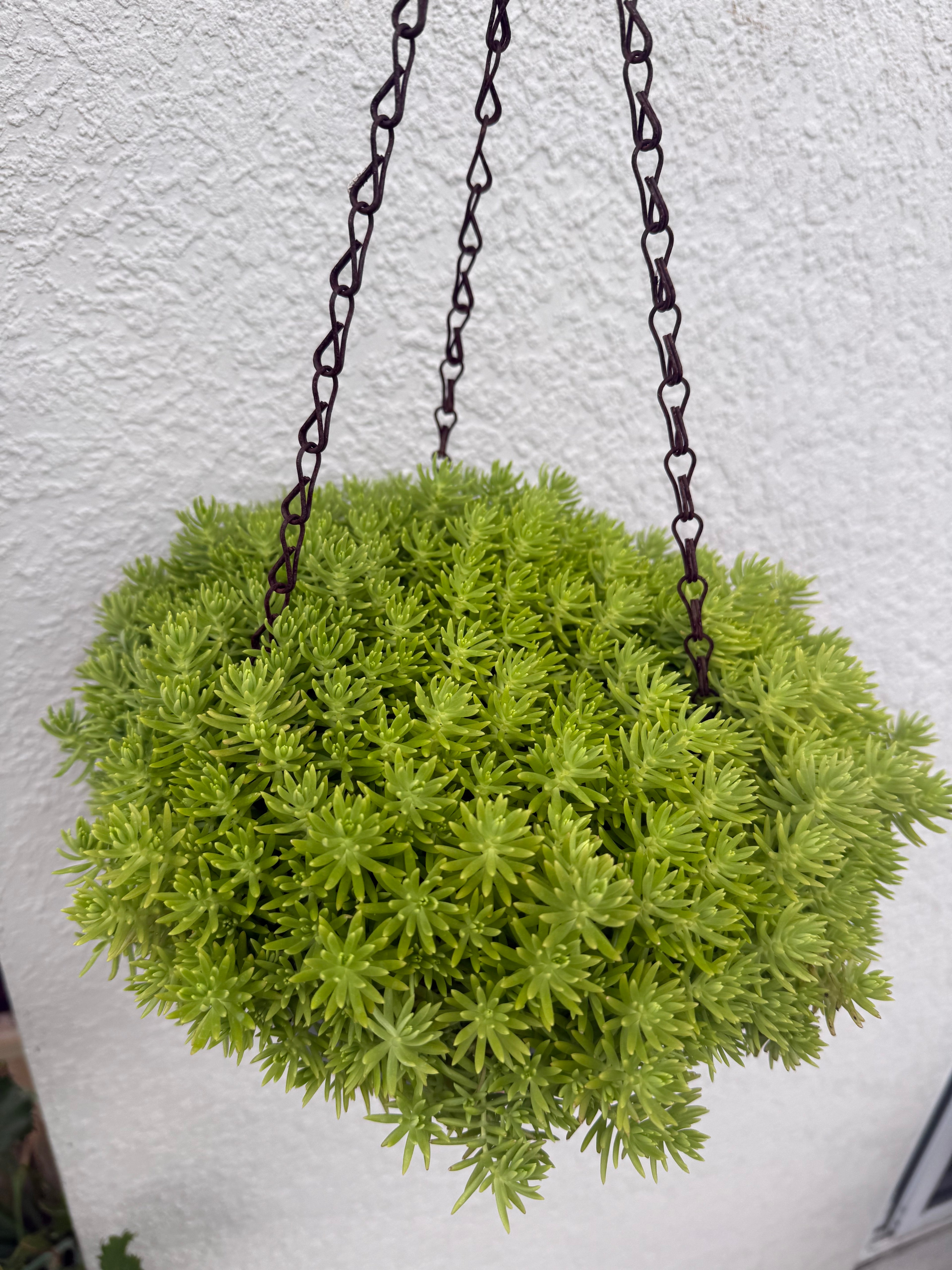 Lemon Coral Sedum (Mexican)