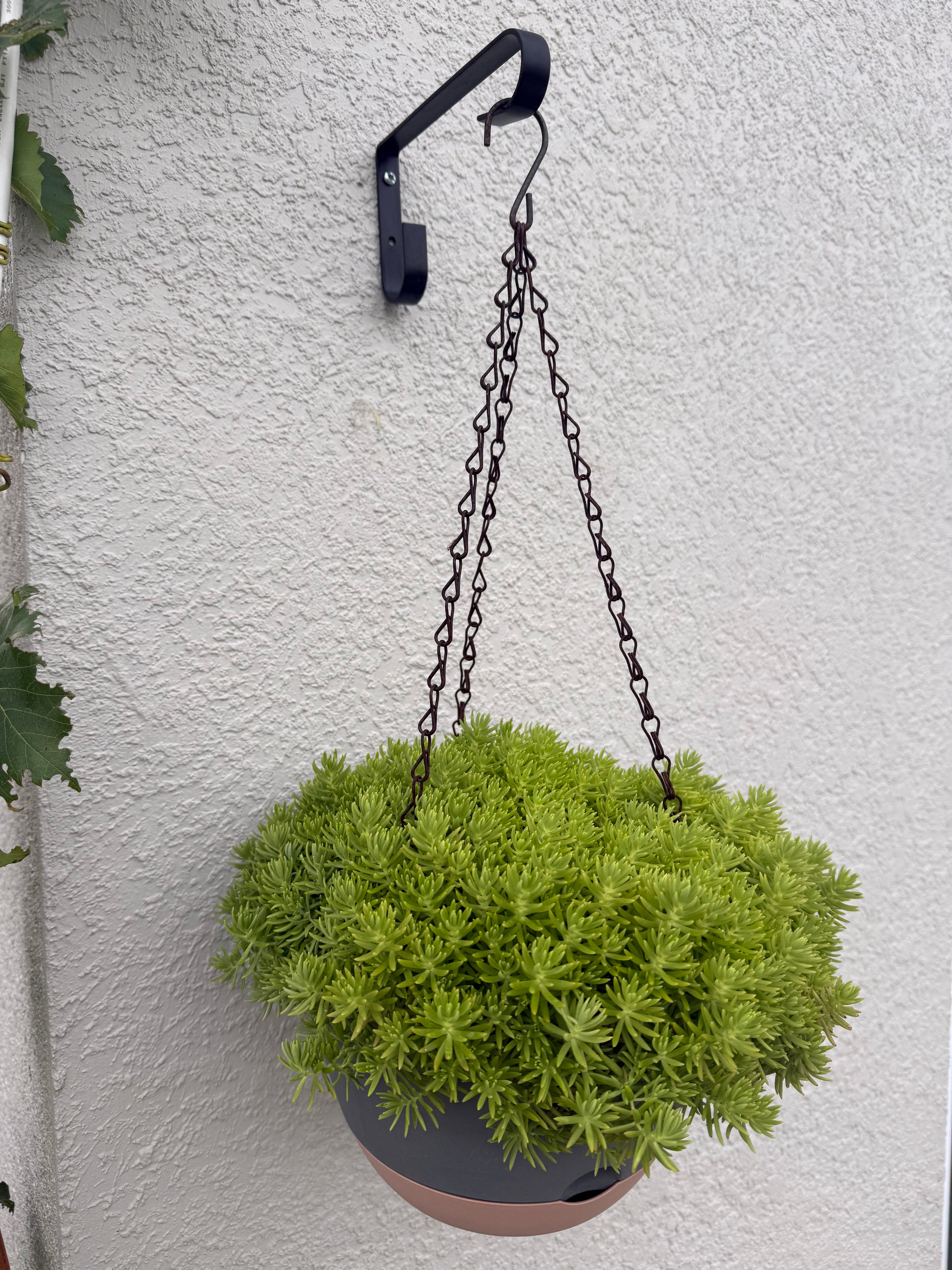 Lemon Coral Sedum (Mexican)