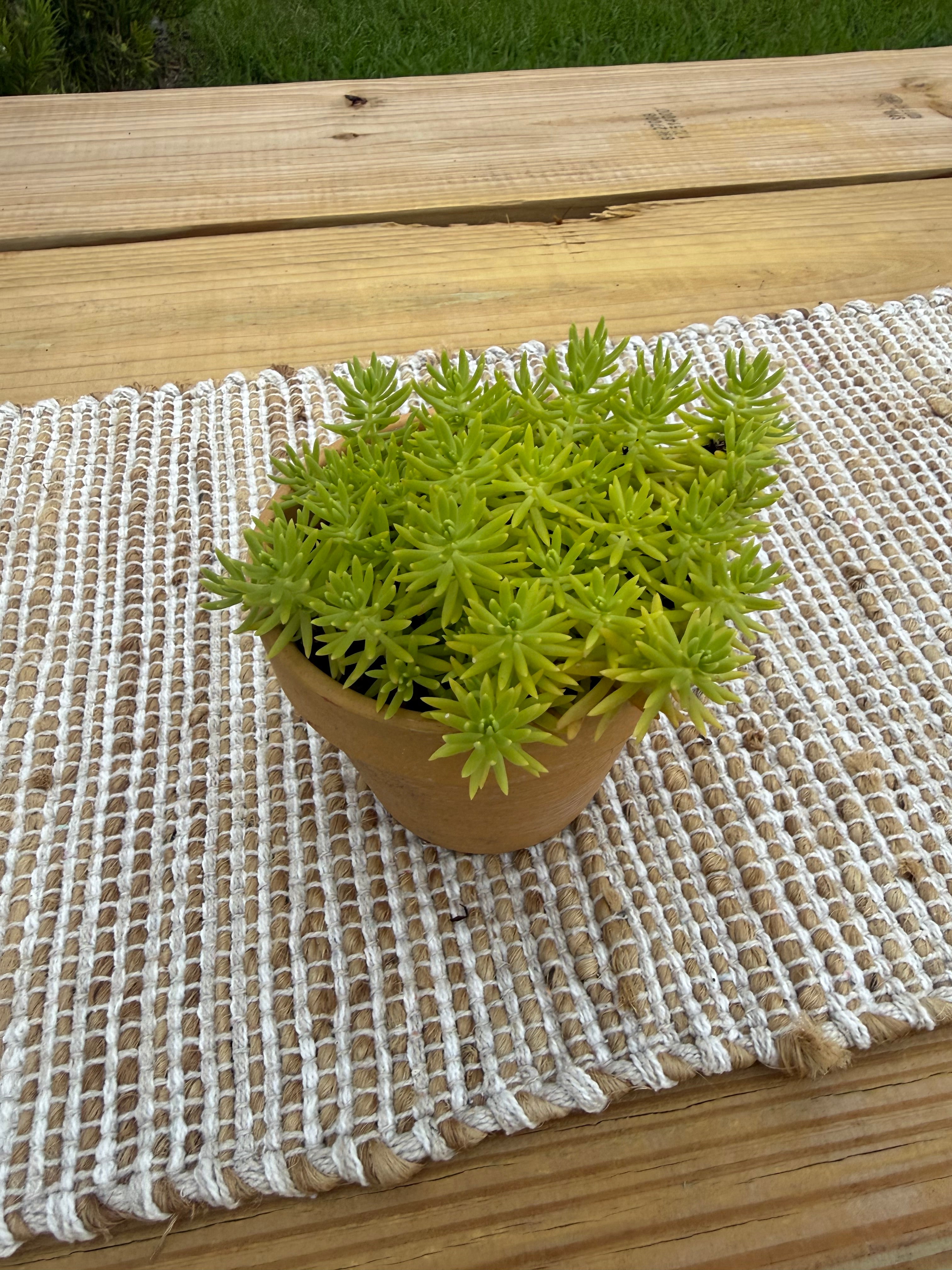Lemon Coral Sedum (Mexican)