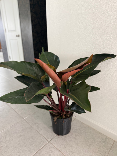 Blushing Philodendron