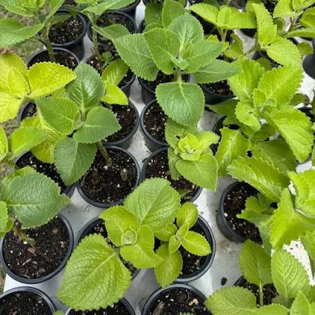 Orégano Bujo (Cuban Oregano) 4”