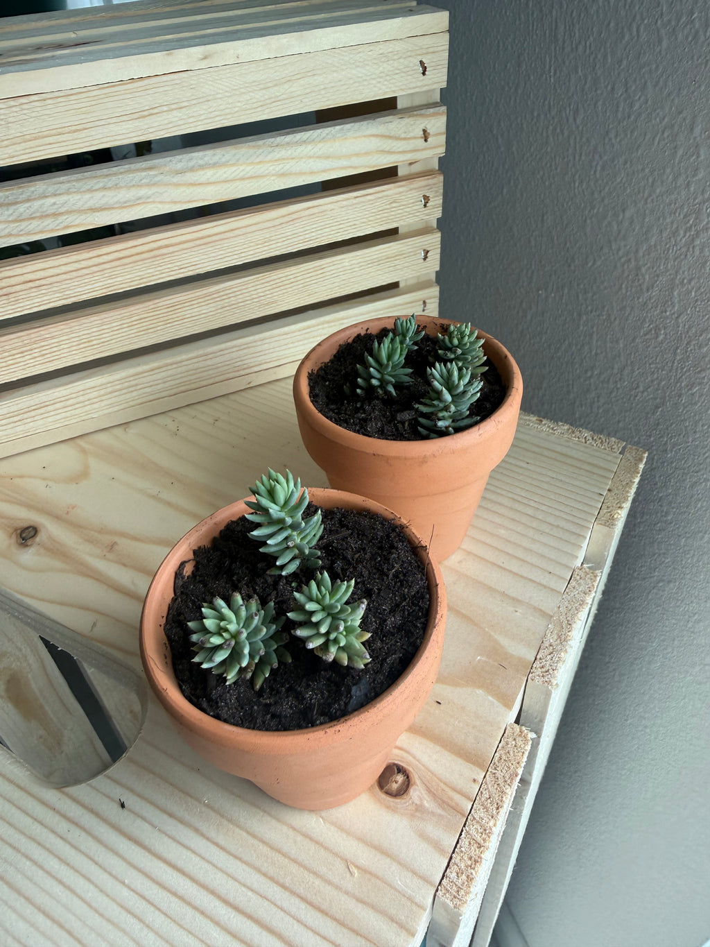 Blue Spruce Sedum