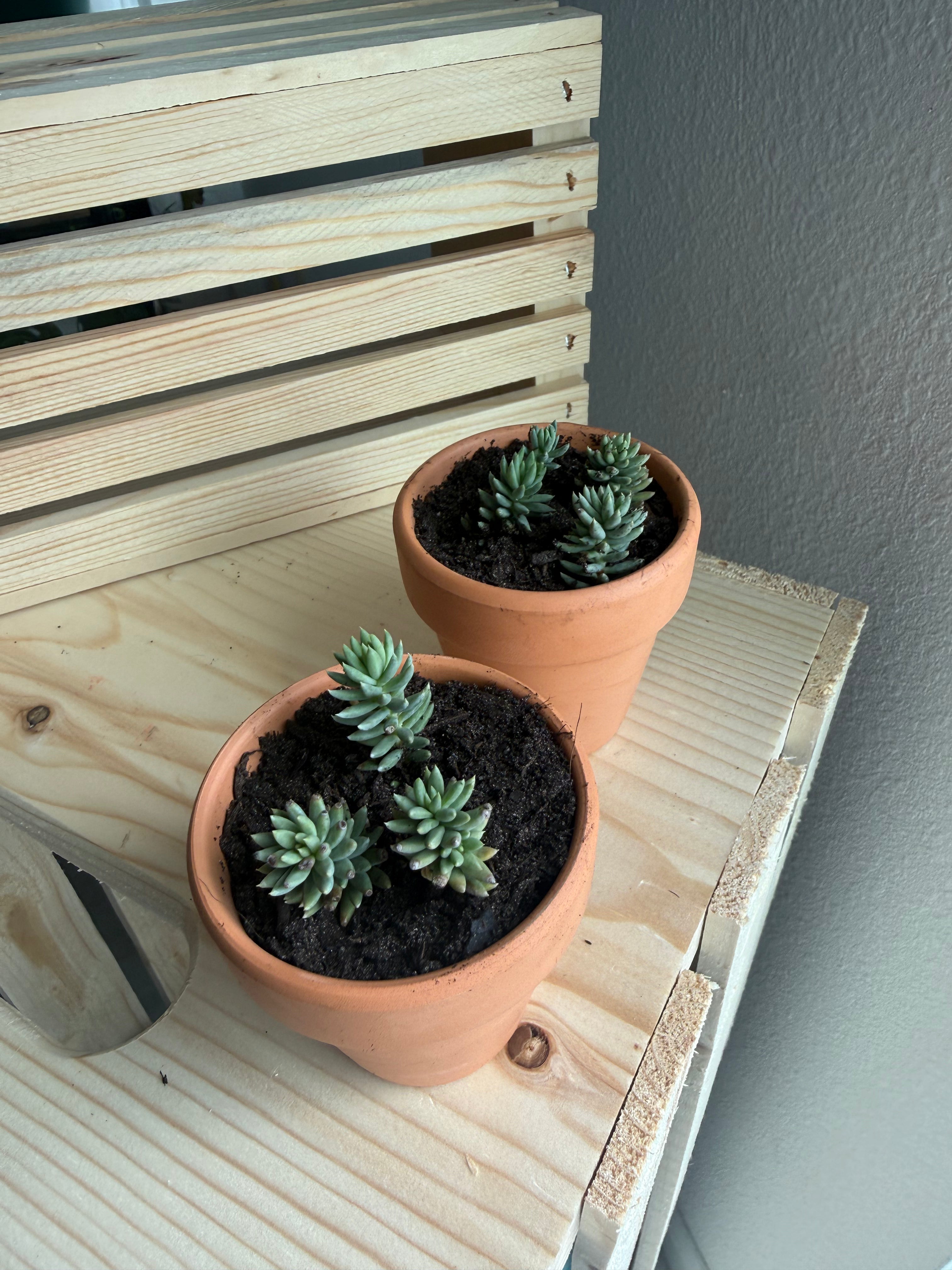 Blue Spruce Sedum
