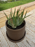 Safari Rose Aloe Vera