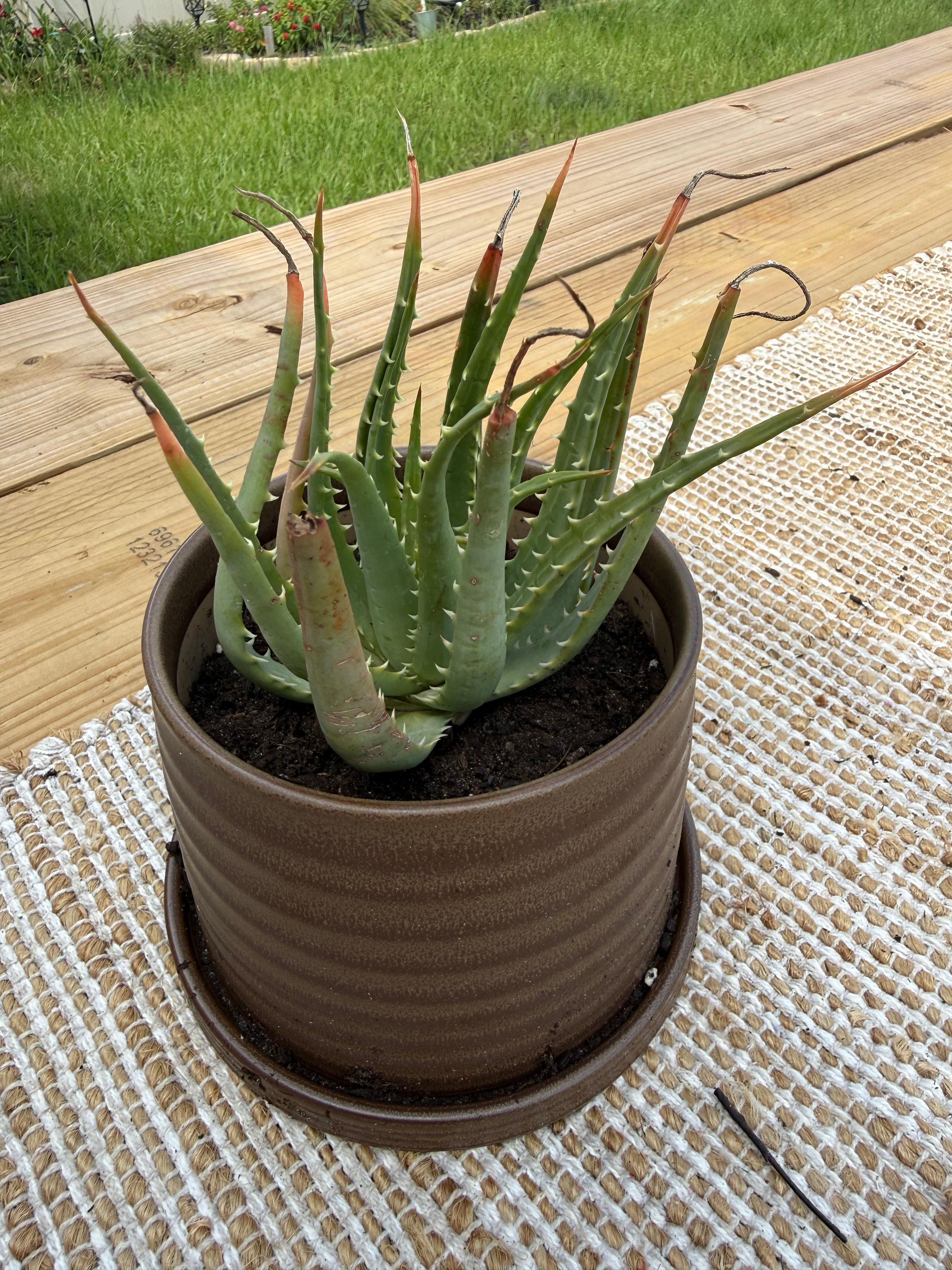 Safari Rose Aloe Vera