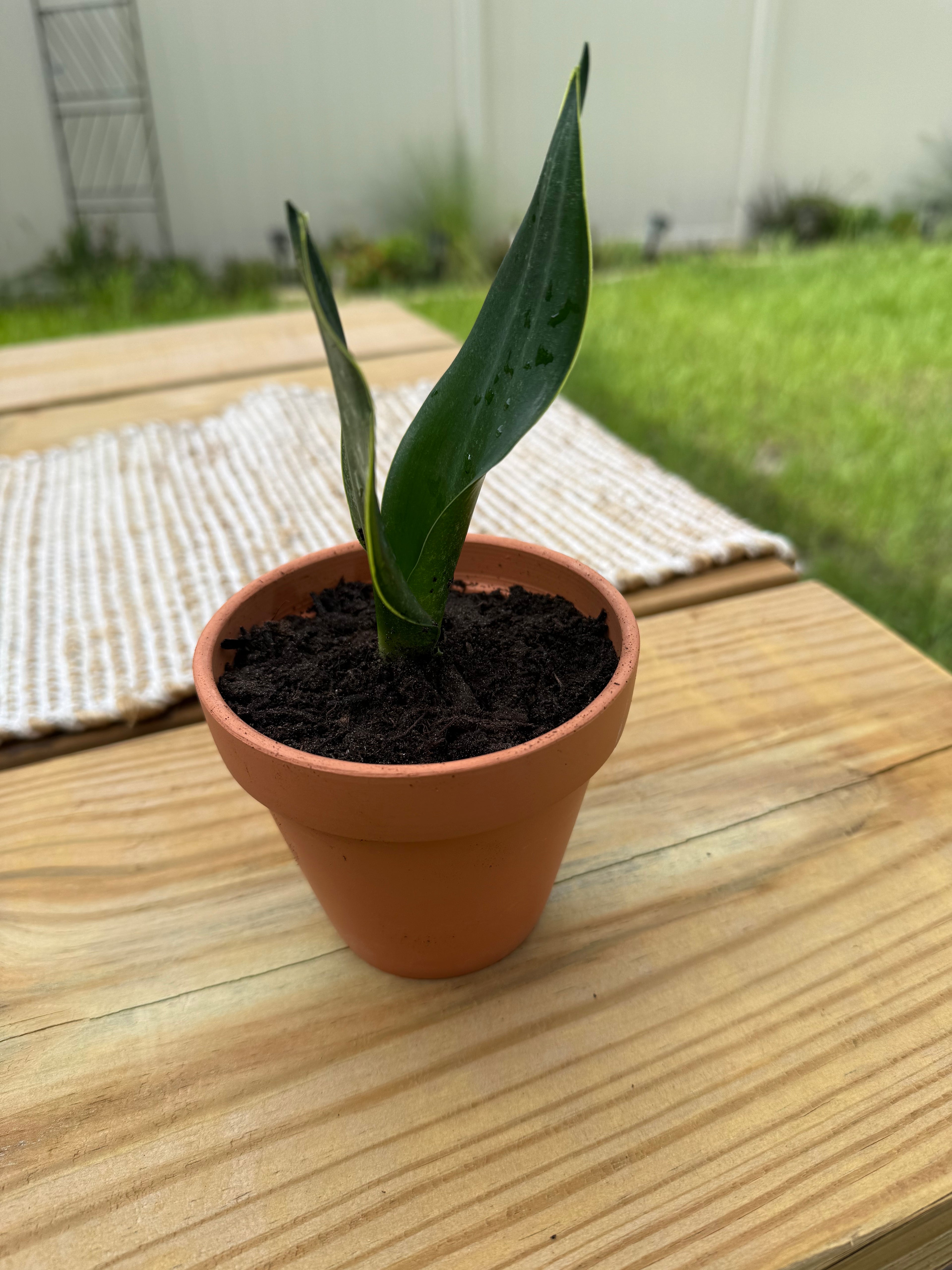 Sansevieria trifasciata 'Night Shade'