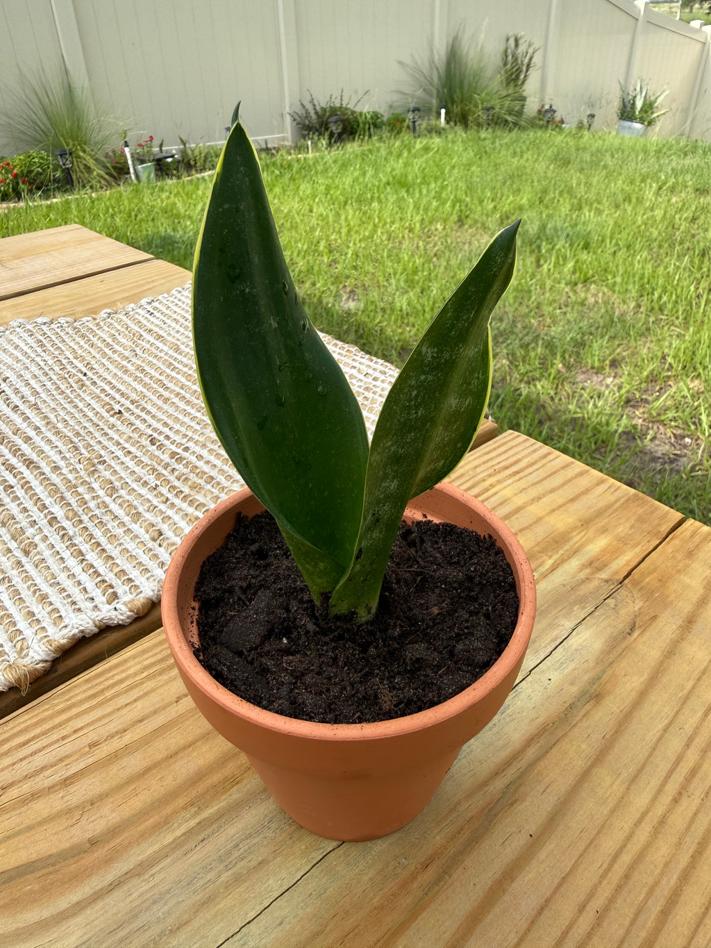 Sansevieria trifasciata 'Night Shade'