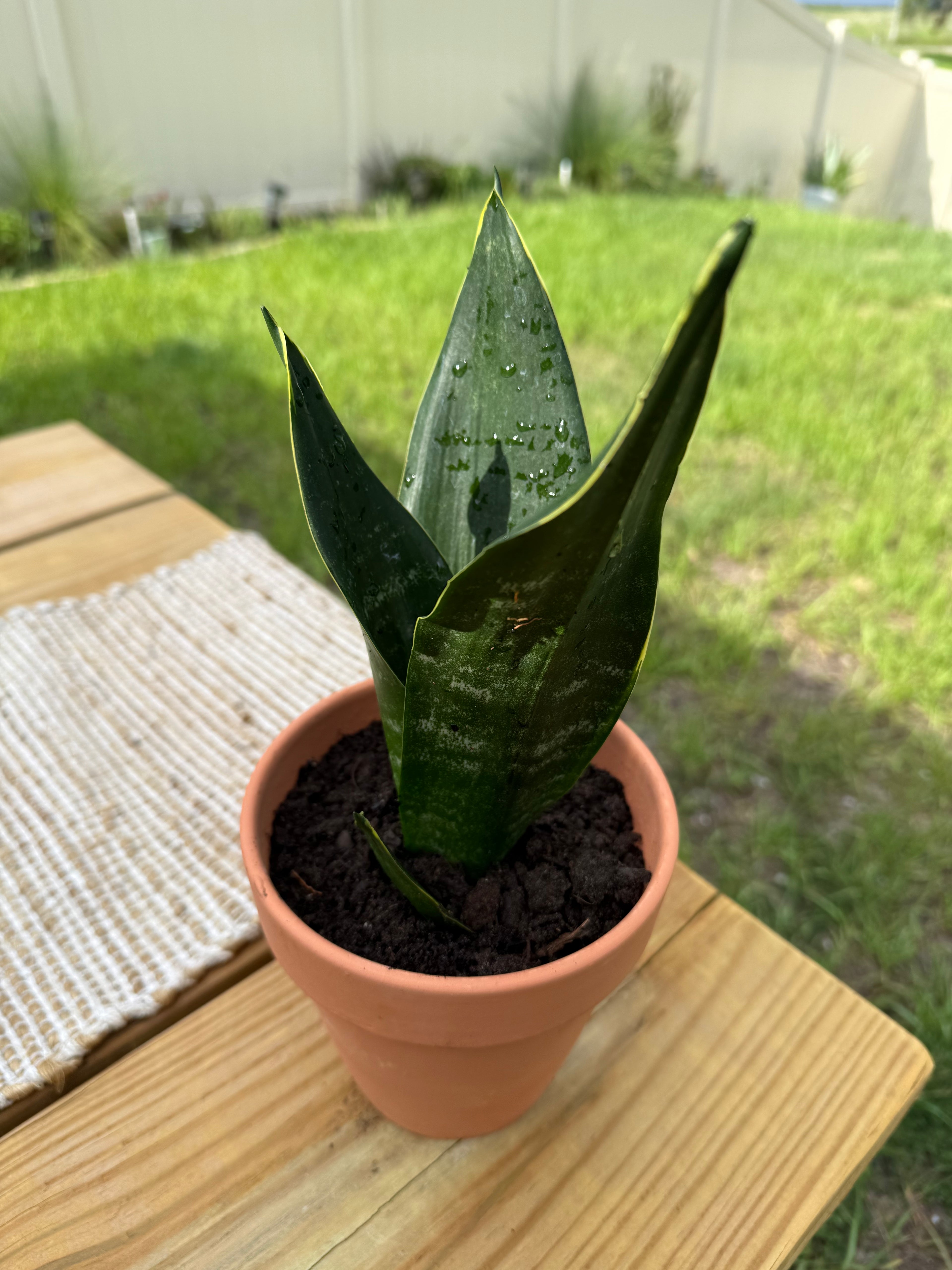 Sansevieria trifasciata 'Night Shade'