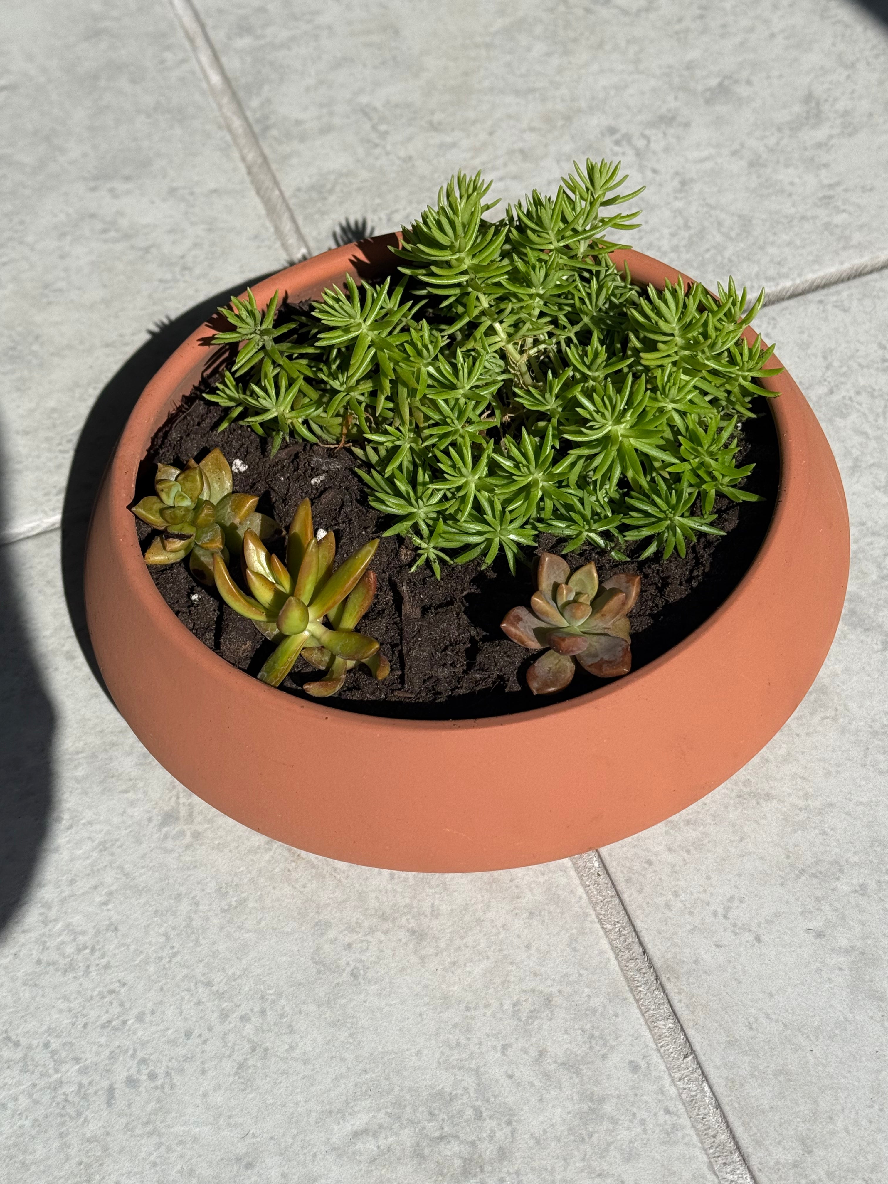 Succulent Bowl