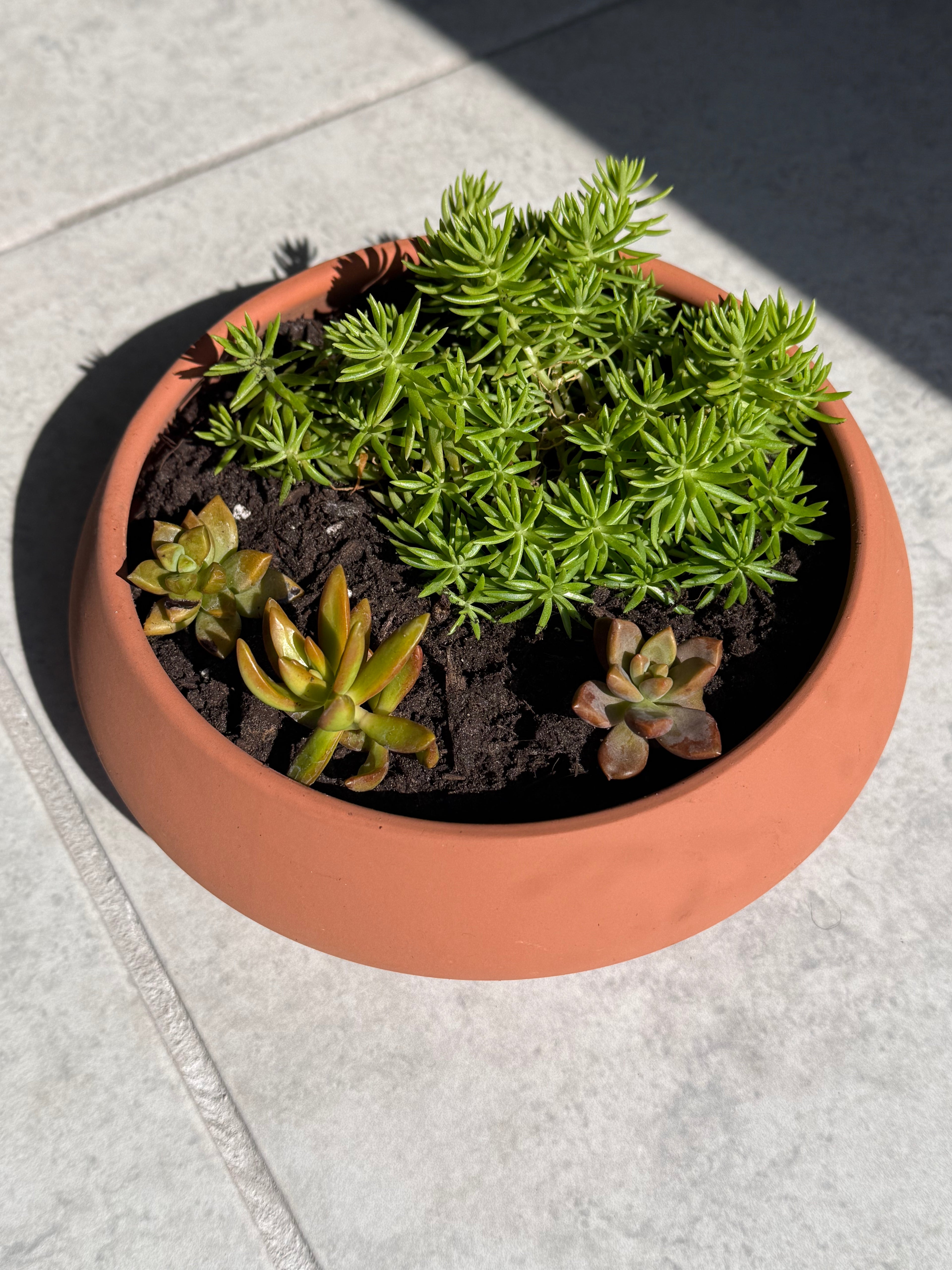 Succulent Bowl